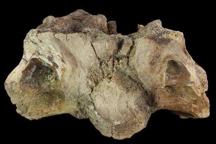 Triceratops Occipital Bone (base of skull) - Montana #100406